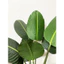Cây chuối giả - cây giả 1m2 decor - cây chuối dẻ quạt