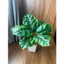 Cây giả - cây lá rùa 30/40cm (có bán kèm chậu y hình)