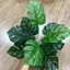 Cây giả - cây lá rùa 30/40cm (có bán kèm chậu y hình)