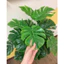 COMBO CÂY LÁ RÙA 70CM + CHẬU XỐP Y HÌNH DECOR TRANG TRÍ NHÀ / CÂY TRẦU BÀ GIẢ