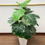 COMBO CÂY LÁ RÙA 70CM + CHẬU XỐP Y HÌNH DECOR TRANG TRÍ NHÀ / CÂY TRẦU BÀ GIẢ