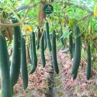 [GÓI LỚN 10G~350 HẠT] Hạt Giống Bí Xanh F1 (Bí Sặt) Dễ Trồng, Năng Suất Cao