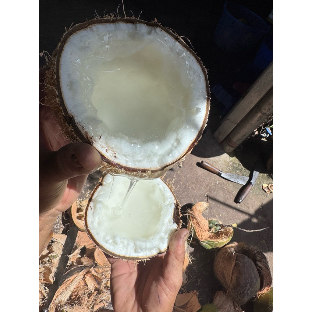 Dừa sáp Đặc loại 1 size 1kg2 đến 1kg6