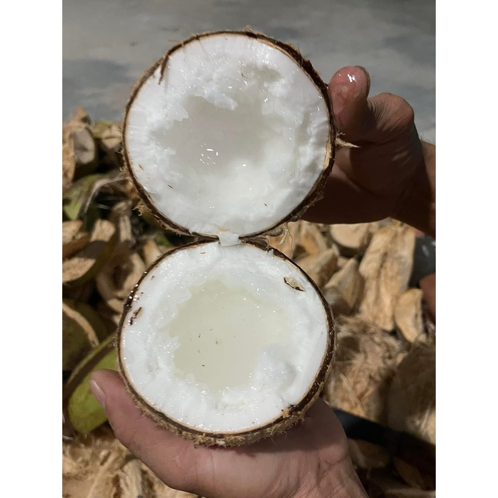 Dừa sáp Đặc loại 1 size 1kg2 đến 1kg6