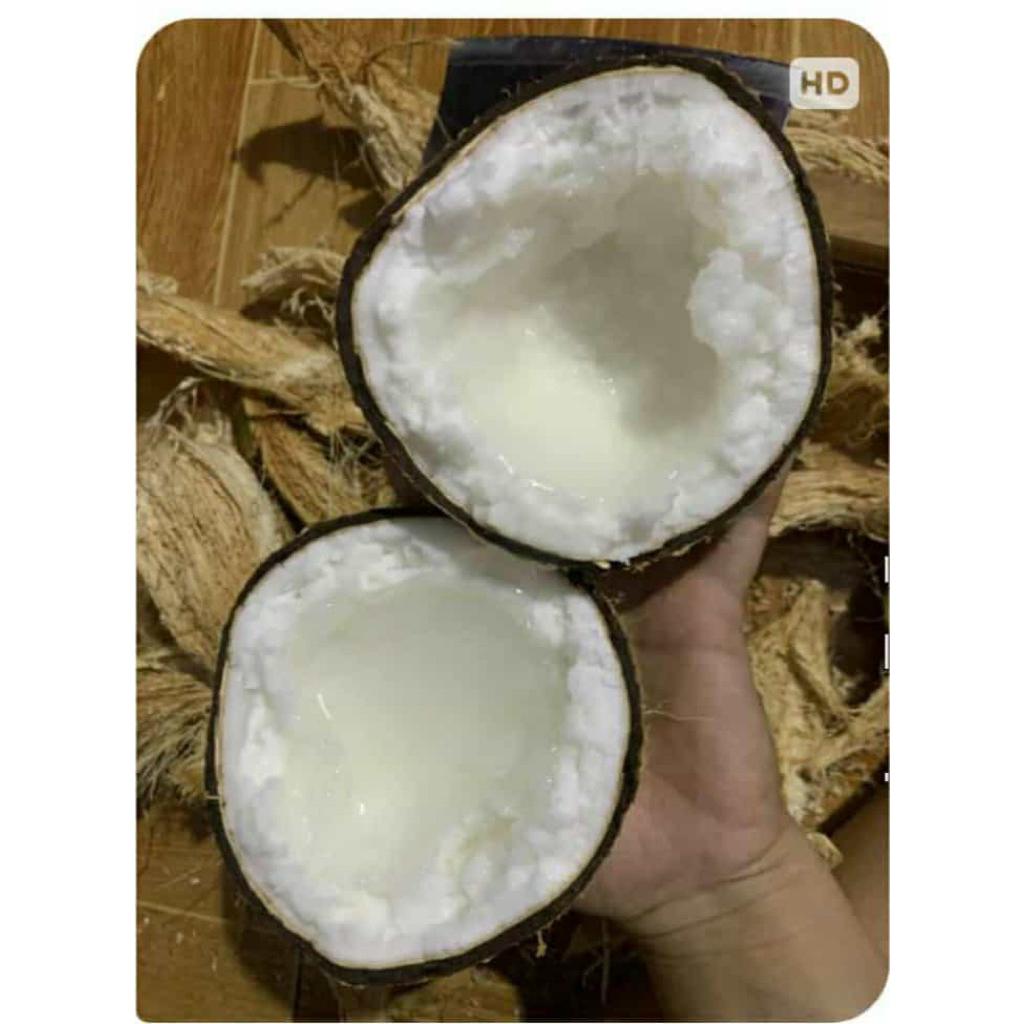 Dừa sáp Đặc loại 1 size 1kg2 đến 1kg6