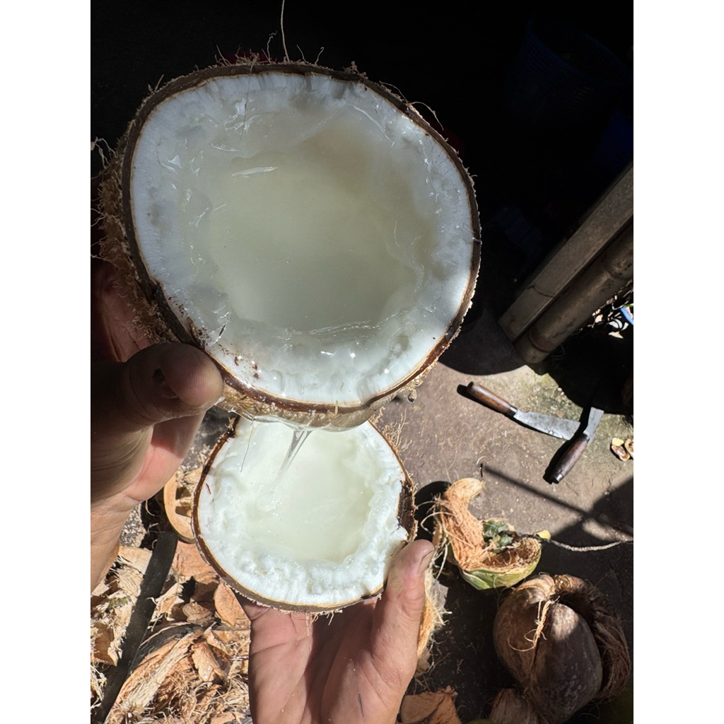 Dừa sáp Đặc loại 1 size 1kg2 đến 1kg6