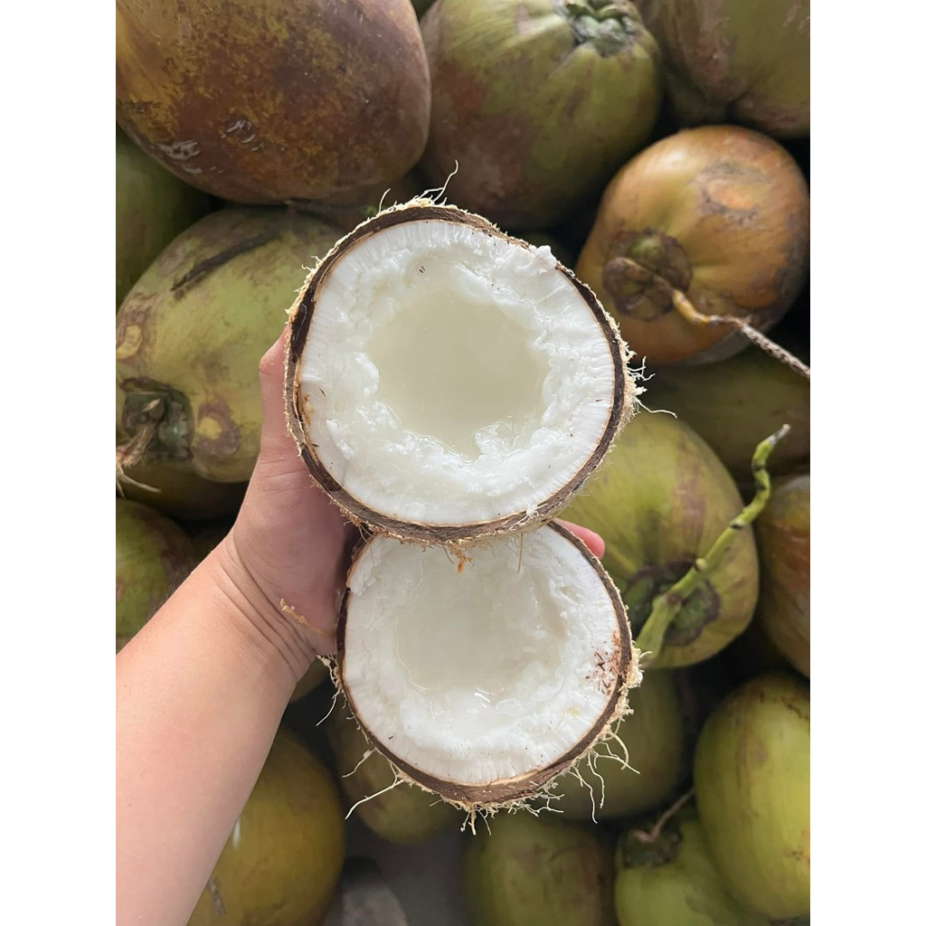 Dừa sáp đặc bi size 800g đến 1kg2