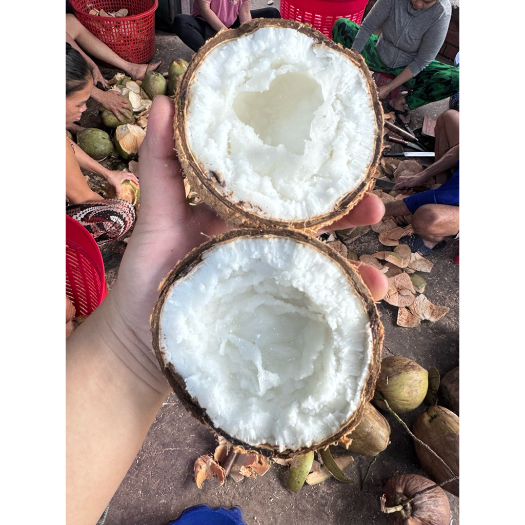 Dừa sáp đặc bi size 800g đến 1kg2