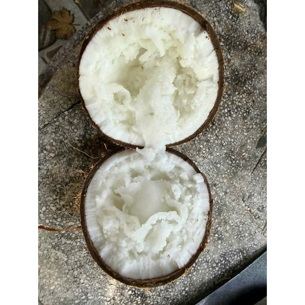 Dừa sáp đặc bi size 800g đến 1kg2