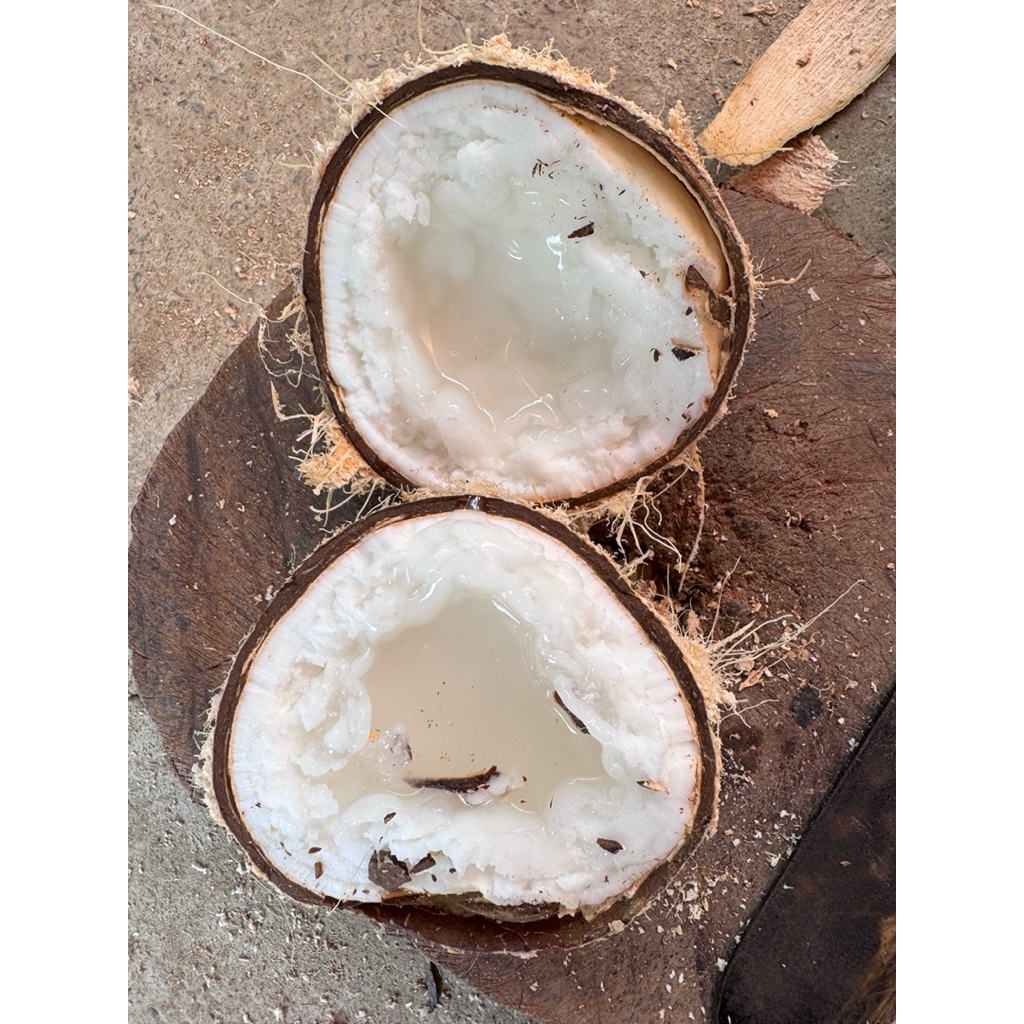 Dừa sáp đặc bi size 800g đến 1kg2