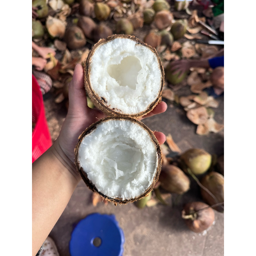 Dừa sáp đặc bi size 800g đến 1kg2