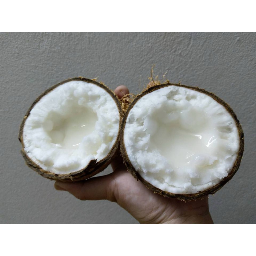 Dừa sáp đặc VIP, size từ 1kg4 trở lên