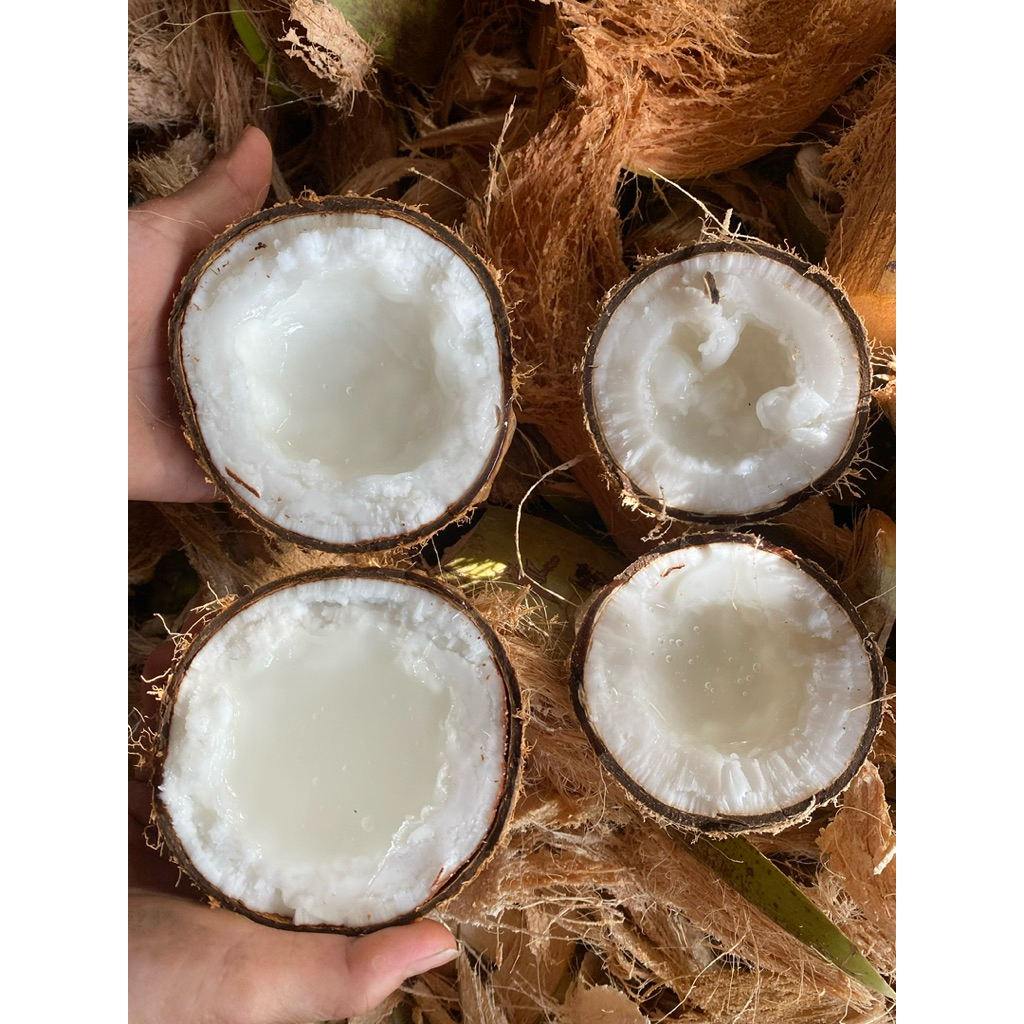 Dừa sáp đặc VIP, size từ 1kg4 trở lên