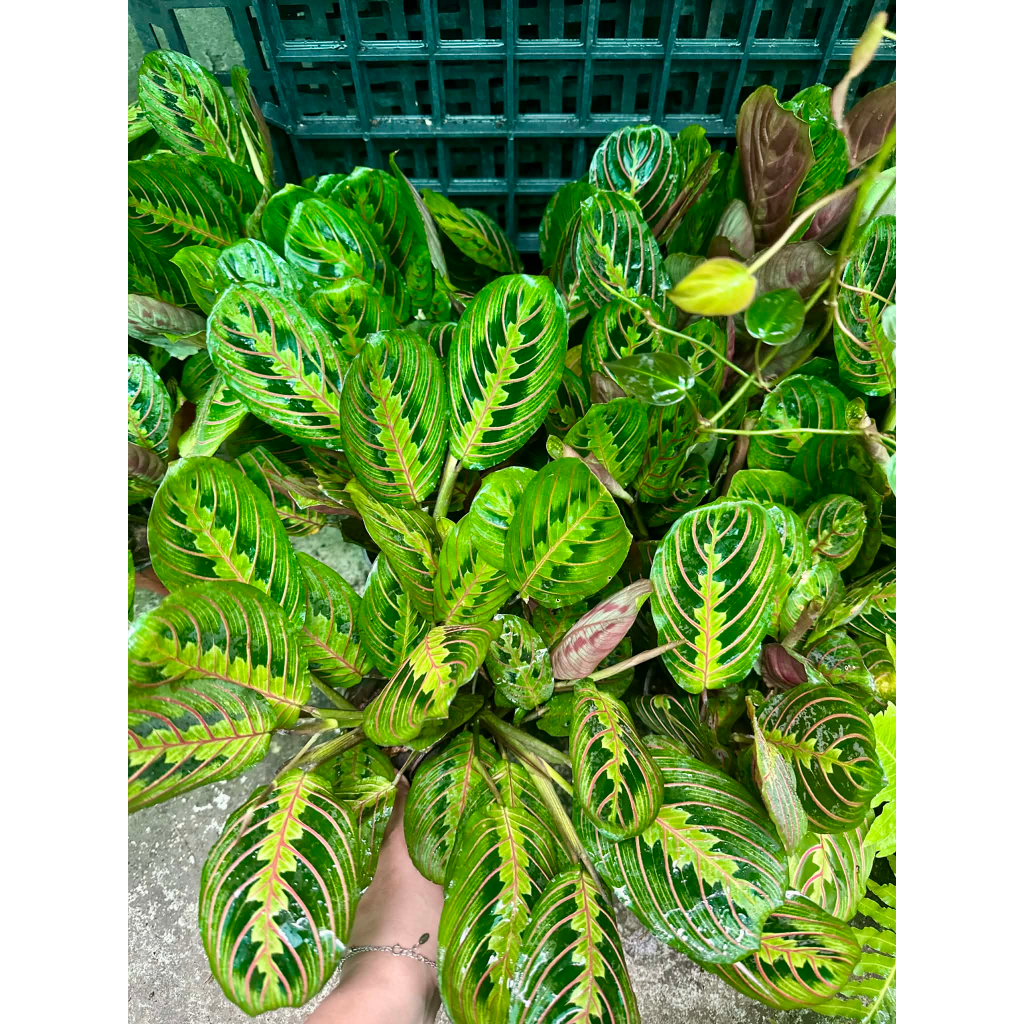 Chậu đuôi công xương cá Maranta Leuconeura