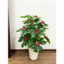 Cây giả - cây kim ngân lượng cao 80cm