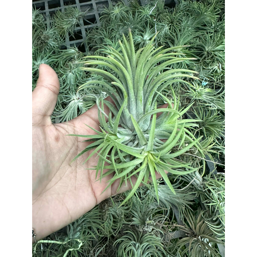 không khí Kim Yến (Tillandsia ionantha)