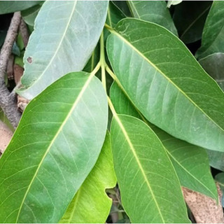 Lá Vối nếp tươi nhà trồng giúp giảm cân giảm mỡ máu và kiểm soát đường huyết .xin vui lòng không hủy đơn khi đặt xong.