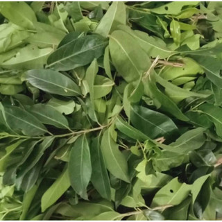 Lá Vối nếp tươi nhà trồng giúp giảm cân giảm mỡ máu và kiểm soát đường huyết .xin vui lòng không hủy đơn khi đặt xong.