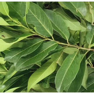 Lá Vối nếp tươi nhà trồng giúp giảm cân giảm mỡ máu và kiểm soát đường huyết .xin vui lòng không hủy đơn khi đặt xong.
