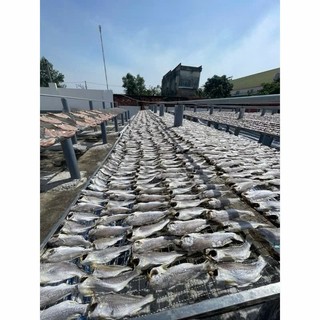Khô cá đù ít xương, dày thịt, thơm ngon, bỗ dưỡng cho mỗi bữa cơm, đảm bảo an toàn thực phẩm