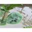 Chai Xịt Ruồi, Nhặng, Gián AiBio 530ml Giúp Diệt Côn Trùng Gây Hại, An Toàn Sức Khoẻ,Người và Vật Nuôi.