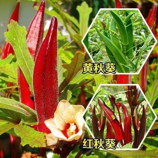 Hạt Giống Đậu Bắp Đỏ Siểu Trái Chuẩn F1. Dễ Trồng, Kháng Sâu Bệnh, Thu Hoạch Sớm (50 viên)k037