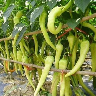 Hạt giống ớt Huế - ớt xanh ĐL F1 (siêu cay, giòn, thơm ngon)k038