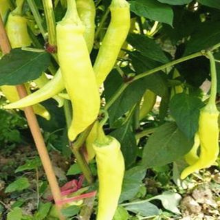 Hạt giống ớt Huế - ớt xanh ĐL F1 (siêu cay, giòn, thơm ngon)k038