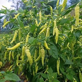 Hạt giống ớt Huế - ớt xanh ĐL F1 (siêu cay, giòn, thơm ngon)k038