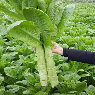 (3000 hạt giống)Hạt Giống Rau Diếp Thơm Đặc Biệt (3Gr) - Giàu Dinh Dưỡng, Thơm Ngon -k039