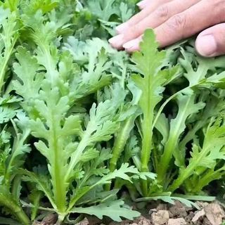 (2000 hạt giống) hạt giống cải cúc nếp thơm f1  NẢY MẦM CỰC ĐỈNH chất lượng cao，k041