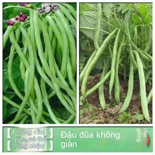 Hạt Giống Đậu Cove Leo F1 (10 Gr) - DỄ TRỒNG, HIỆU QUẢ, NGỌT -k043