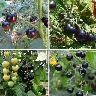 (100 hạt giống)Hạt giống cà chua cherry ngọc trai đen, giá trị dinh dưỡng cao.k044