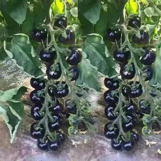 (100 hạt giống)Hạt giống cà chua cherry ngọc trai đen, giá trị dinh dưỡng cao.k044