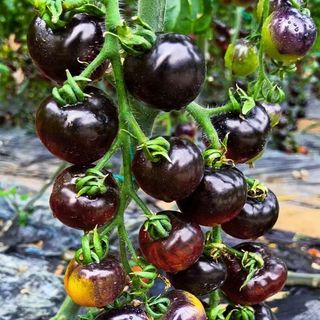 (100 hạt giống)Hạt giống cà chua cherry ngọc trai đen, giá trị dinh dưỡng cao.k044