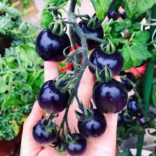 (100 hạt giống)Hạt giống cà chua cherry ngọc trai đen, giá trị dinh dưỡng cao.k044