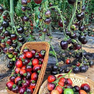 (100 hạt giống)Hạt giống cà chua cherry ngọc trai đen, giá trị dinh dưỡng cao.k044