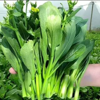 1000 Hạt Hạt giống rau cải ngồng xanh chịu nhiệt - k046
