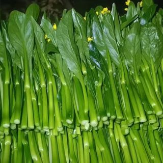 1000 Hạt Hạt giống rau cải ngồng xanh chịu nhiệt - k046