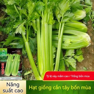 300 hạt giốngCần tây Đà Lạt 3g cọng to ép nước / Nước ép cần tây tươi，k047