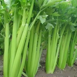 300 hạt giốngCần tây Đà Lạt 3g cọng to ép nước / Nước ép cần tây tươi，k047