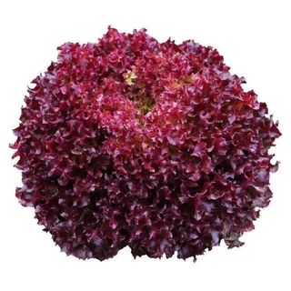 Hạt Giống Rau Xà Lách Xoăn Tím (2000 Hạt) - - Giàu Vitamin , Thơm Ngon, Năng Suất，k048