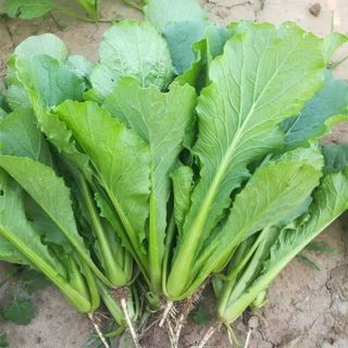 Hạt giống cải bẹ xanh, cải canh thơm ngon - Nguyên gói nhập khẩu 1500 hạt，k050