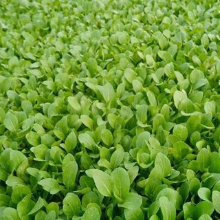 Hạt giống cải bẹ xanh, cải canh thơm ngon - Nguyên gói nhập khẩu 1500 hạt，k050
