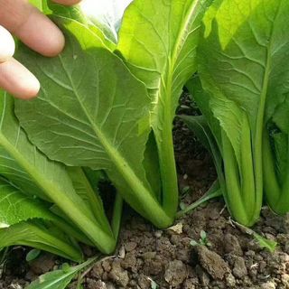 Hạt giống cải bẹ xanh, cải canh thơm ngon - Nguyên gói nhập khẩu 1500 hạt，k050