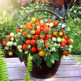 Hạt giống cà chua bi lùn đỏ-gói 100 hạt,gieo trồng quanh năm，k051