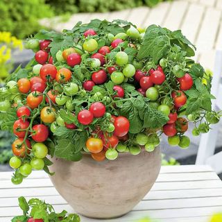 Hạt giống cà chua bi lùn đỏ-gói 100 hạt,gieo trồng quanh năm，k051
