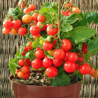 Hạt giống cà chua bi lùn đỏ-gói 100 hạt,gieo trồng quanh năm，k051