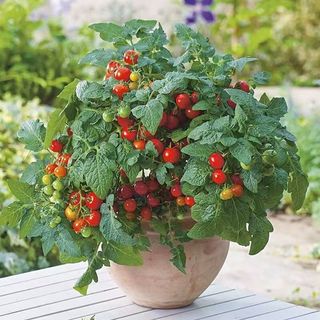 Hạt giống cà chua bi lùn đỏ-gói 100 hạt,gieo trồng quanh năm，k051