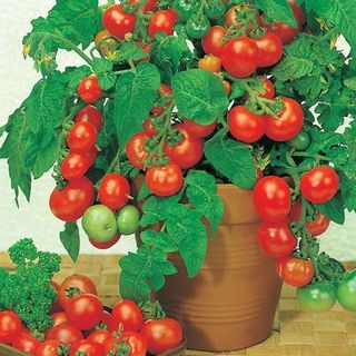 Hạt giống cà chua bi lùn đỏ-gói 100 hạt,gieo trồng quanh năm，k051